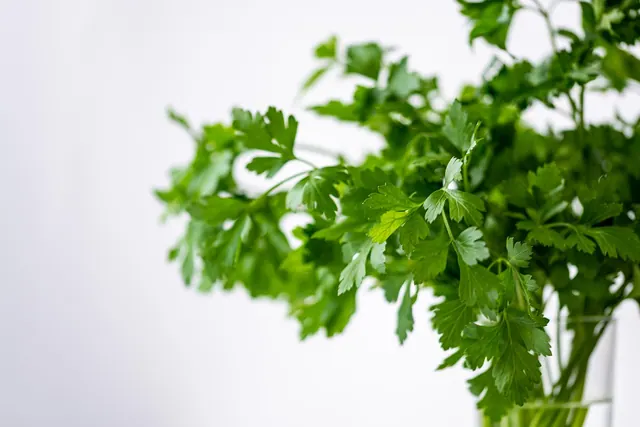 parsely, green, healthy, meal, plant, food, fresh, vegetables, health, nature, herbs, yummy, bio, vitamins, salad, cook, enjoy the meal, herb, garden, coriander, federation, water,