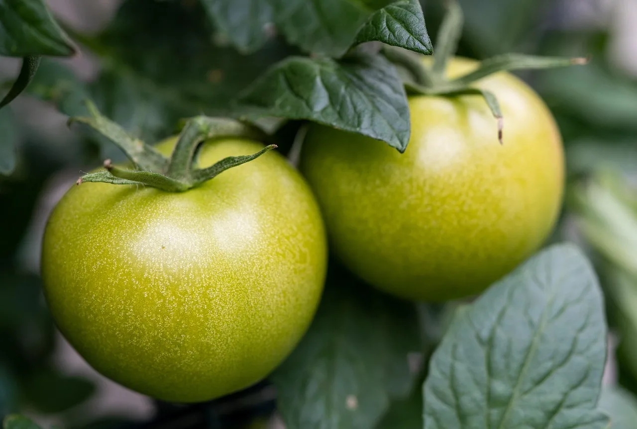 tomatoes, green, vegetables, nature, meal, healthy, garden. How to start a meal prep business: plan your first route