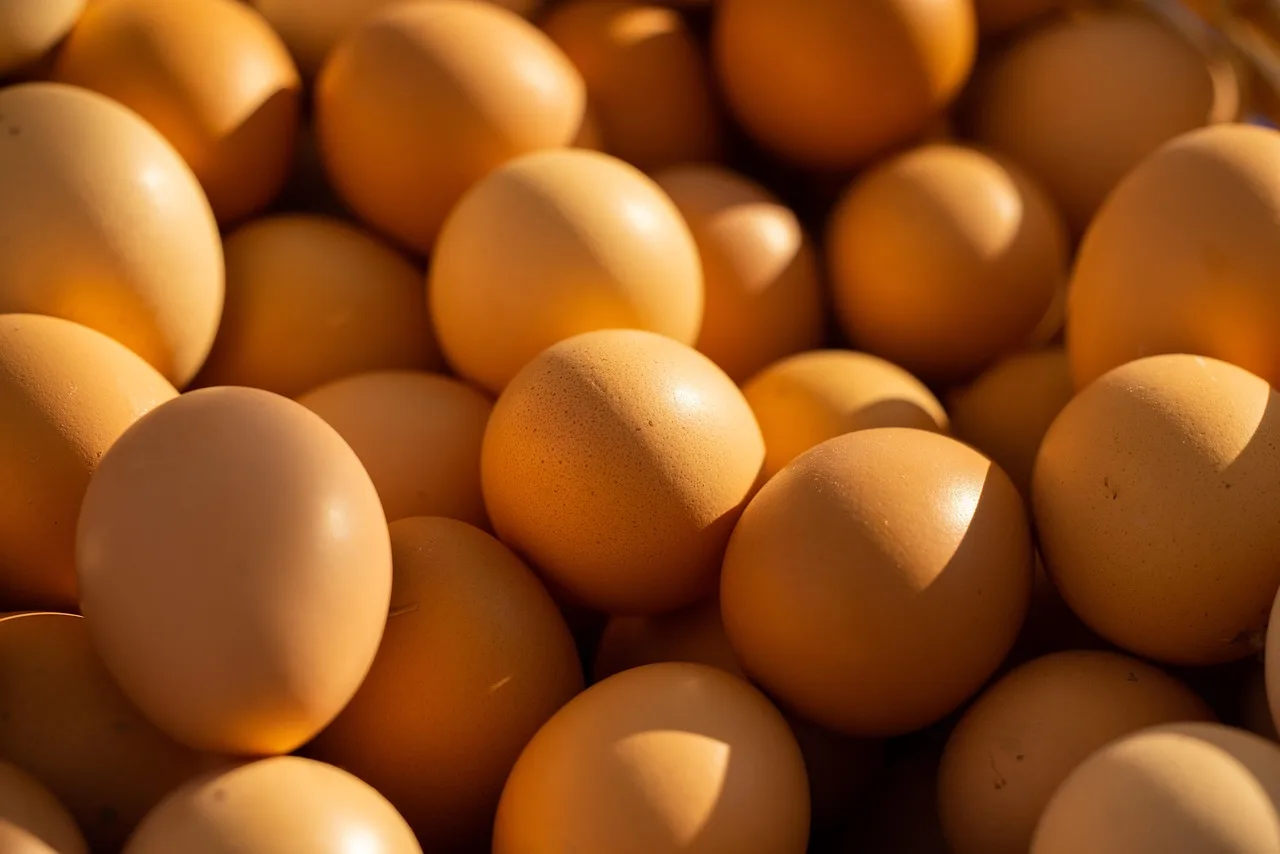 egg, chicken, livestock, poultry, food, healthy, market, diet, vitamin, fresh, raw, nutrition, nature, protein. Meal prep trends: what USDA forecasts for protein prices